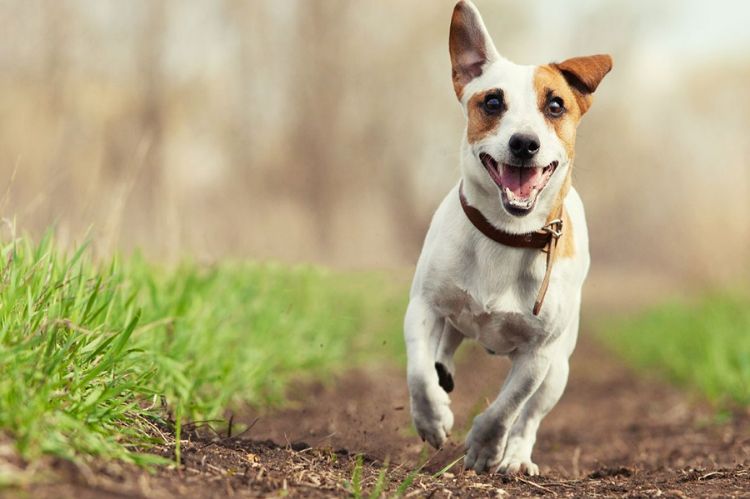 10% Off at Lodge Cast Iron